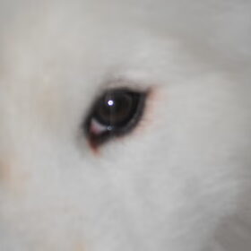 mikai zijn oog 16/12/12