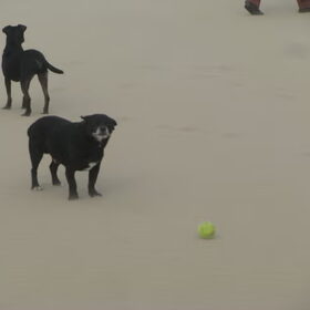 blije mannen op texel