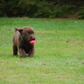 hier kreeg max de puppycursus