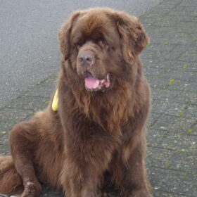 Hondenfoto van Willemijn - baasje van Vika .           Bams  en Ogin   ¥ .