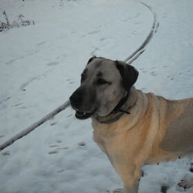 Senna in de sneeuw