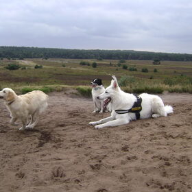 Hondenfoto van Chocomelk van Jessy & Storm en ***Blondie & Tara***