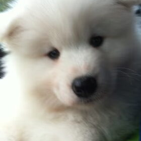 Lief snoetje