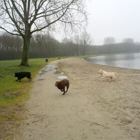 De drie meest bekende Retrievers.