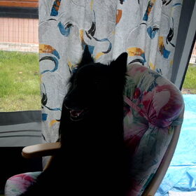 Dusty op vakantie aan de zee