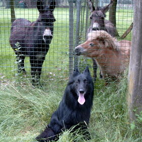 Dusty's vriendjes