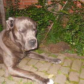 indringers in mijn tuin