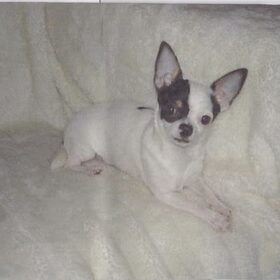 mama chicca