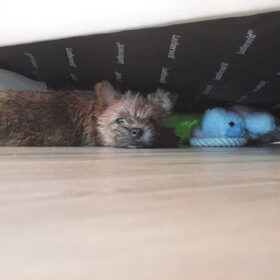 10 weken oud