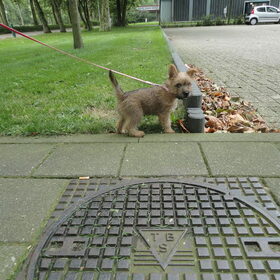 12 weken oud