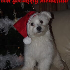 Hondenfoto van  Marleen & Bo & Snufke+