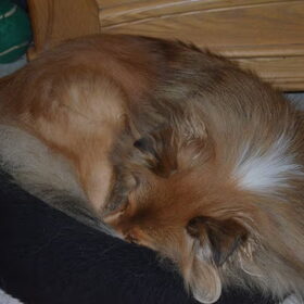 Daisy in de mand