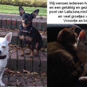 Hondenfoto van Jantina, Laila & Luna