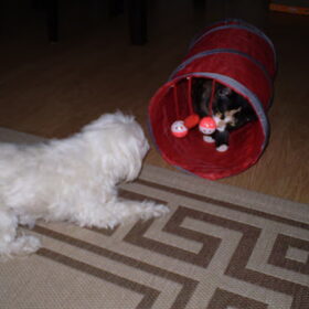 Chicka en Luna