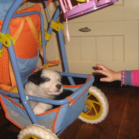 in de poppenwagen