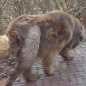 Hondenfoto van Willemijn - baasje van Vika .           Bams  en Ogin   ¥ .