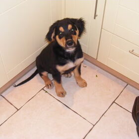 Hier is hij 13 weken. Lief he