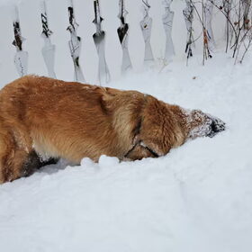 Als er sneeuw ligt ben ik net een zeehond: ik duik er het liefst…
