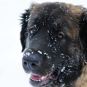 Little Leonberger Lady