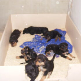 van het nest,ze had 9 pups 2 reutjes en 7 teefjes