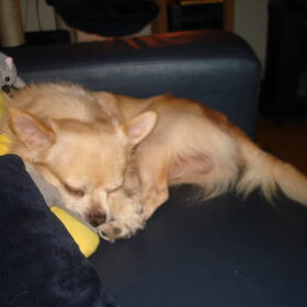Hondenfoto van Sanne (en Toby)