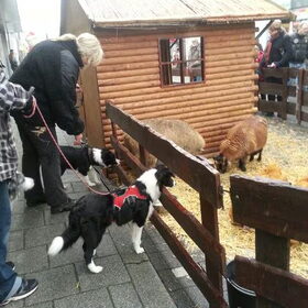 Hondenfoto van Pamela en Dazzle en Gentle
