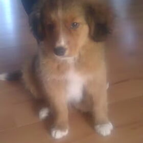 lief koppie