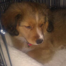 Lieffie