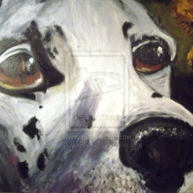 dalmatier