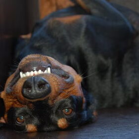 Hugo