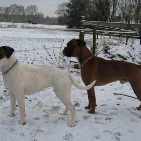 Boxers Max en Rosa