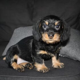 choco een week hier.