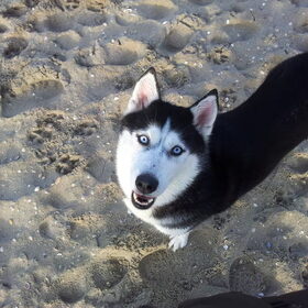 laika op het strand