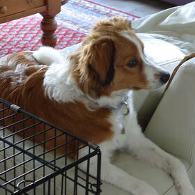 Hondenfoto van Karin, Lucky*, Duke* en Buddy