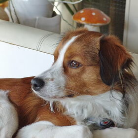 Duke 1 jaar en 3 maanden