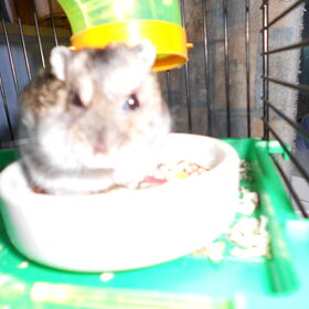 charlie