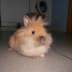 kroezel (rudy) 2,5 maanden oud 2/1/13
