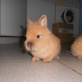 tiko (ellie) 2/1/13