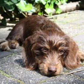 choco als pupsel
