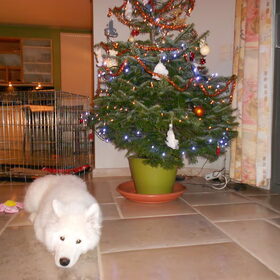 mikai december 2012