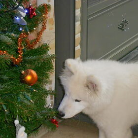 mikai december 2012