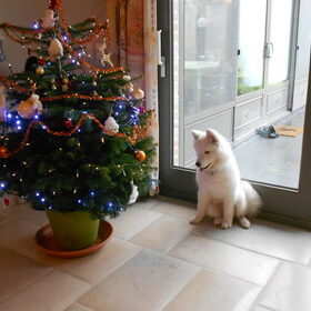 mikai december 2012