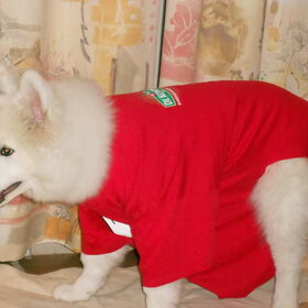 mikai 29 december 2012