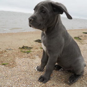 klein hondje op groot strand