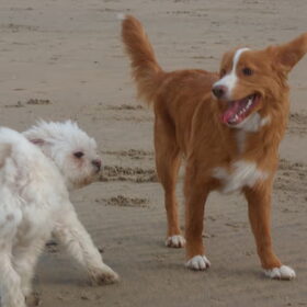 Sandy en Diva