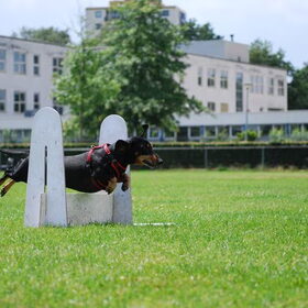 buddy flyball