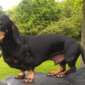 buddy kijkt uit