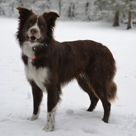 Mooi hondje!
