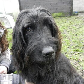 Met Laika op de wei