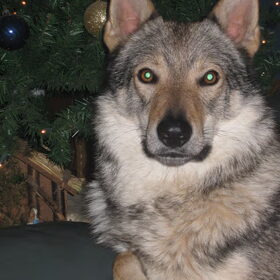 Hondenfoto van wolfwoman